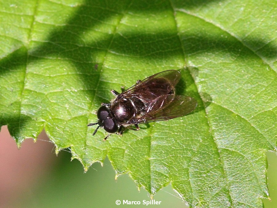 Syrphidae: cfr. Pipizella sp.